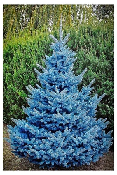 Köy Tohumları 30 Adet Tohum Nadir Mavi Ladin Orman Ağaç Tohumu Hobi Bahçe Villa Ağaç Organik Bahçe 4 Mevsim Yeşil