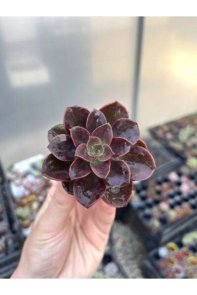 SukuLand Echeveria melaco ithal koleksiyonluk sukulent 5,5cm saksıda