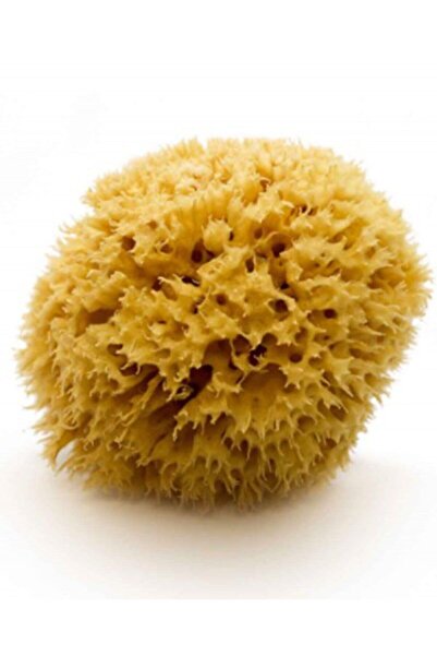 Foça Bitkisel Ürünler Doğal Hediyelik Deniz Süngeri Orijinal %100 Natürel-11-15 Cm Büyük Boy
