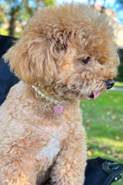 Petella Köpek Kolyesi Köpek Boyun Tasması Köpek Tasması Cam İncili Kalpli Ayarlanabilir