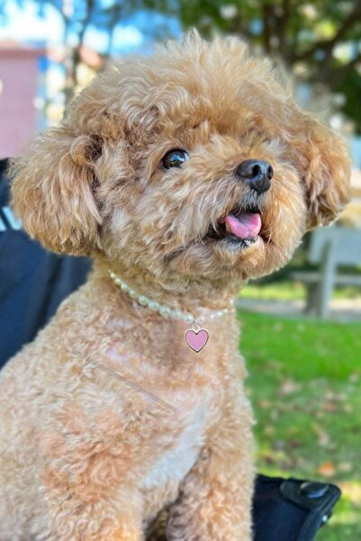 Petella Köpek Kolyesi Köpek Boyun Tasması Köpek Tasması Cam İncili Kalpli Ayarlanabilir