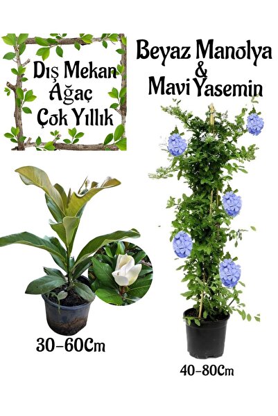serada decor & plant Kokulu Manolya Ağacı 1 ADET Saksılı+Mavi Yasemin 1 ADET ...
