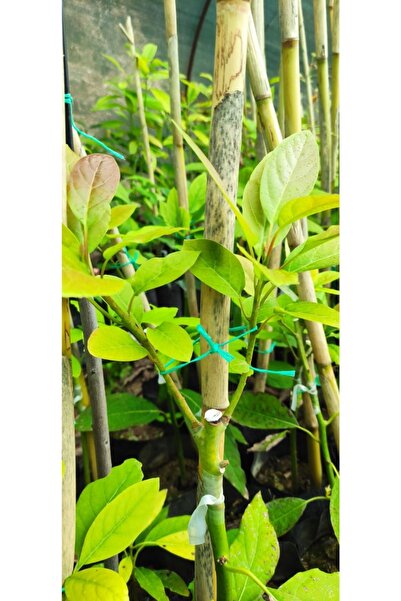 FUERTE Aşılı Tüplü Avokado Yaş 2 Boy 60-90 Cm Aralığında