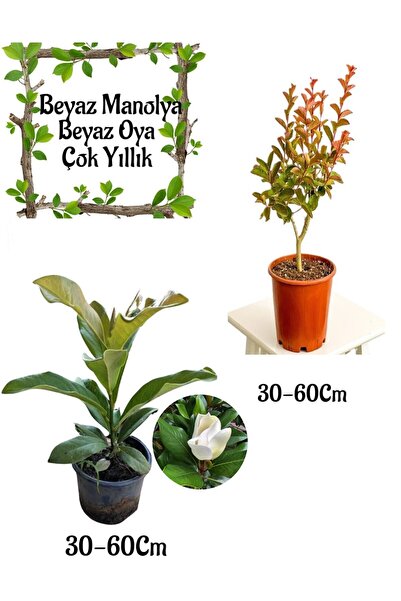 serada decor & plant Kokulu Manolya Ağacı 1 ADET Saksılı+Beyaz Oya Ağacı 1 AD...