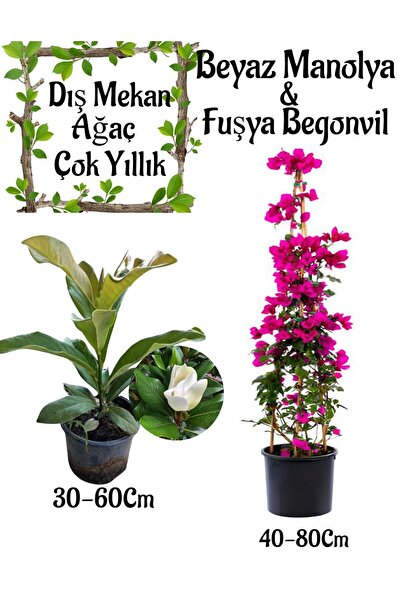 serada decor & plant Kokulu Manolya Ağacı 1 ADET Saksılı+Fuşya Renk Begonvil ...