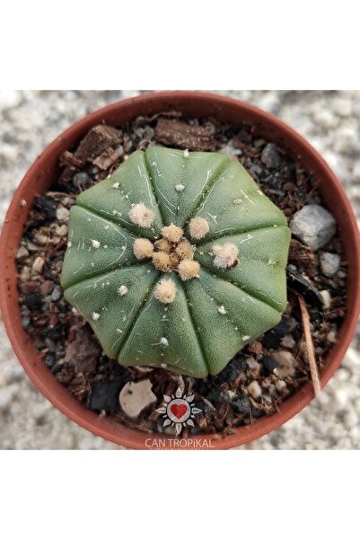 cantropikal Astrophytum Asterias Star Shape Nudum Mi No:2 Nadir Kaktüs