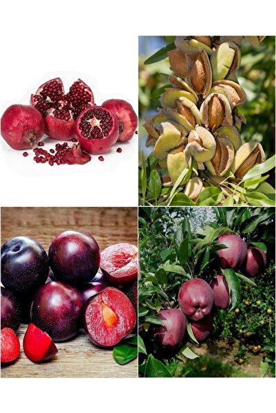 Doğan Fidancılık 4 Çeşit Karışık Meyve Fidanı Kırmızı Erik , Nar, Kırmızı Elm...