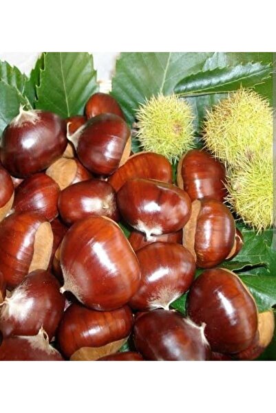 Doğan Fidancılık Tüplü Aşılı Kestane Fidanı 3 Yaşında 120 -150cm