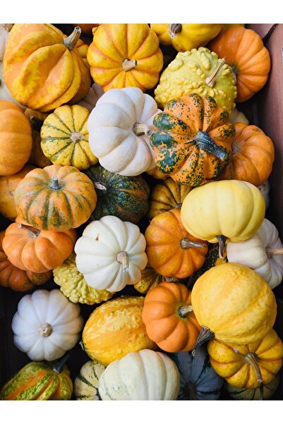 SUKULENTİSTANBUL Özel Türler Süs Kabağı TOHUMLARI ( 20+ Tohum)- Mini-Midi Süs...