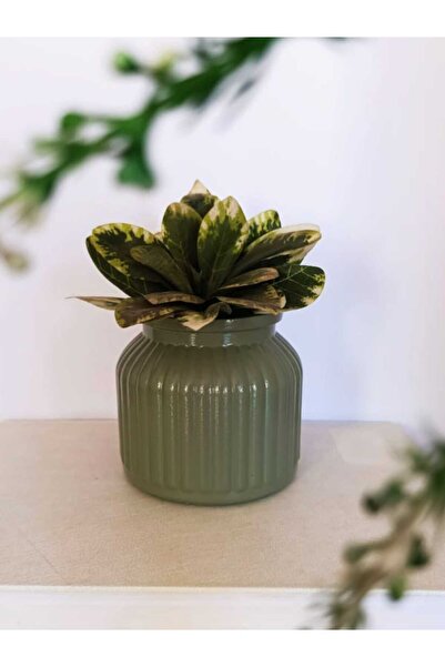 E.M.S AVM SAKSI SUKULENT SAKSISI KAKTÜS SAKSISI MENEKŞE SAKSISI DEKORATİF SAK...