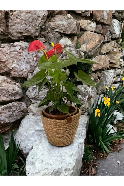 ModaCardin 15x15 Cm Decorative Jute Wicker Flower Pot Towel Holder Organizer