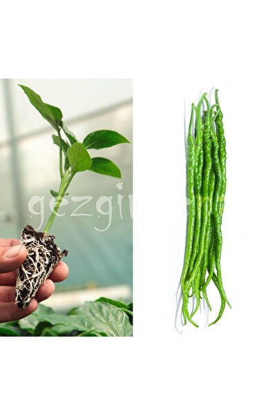 GEZGİNDENAL Hibrit Tatlı Kıl Biber Fidesi 10 Adet (YALNIZCA MAĞAZASINDAN ALACAGINIZ ÜRÜNLER ORJİNALDİR.)