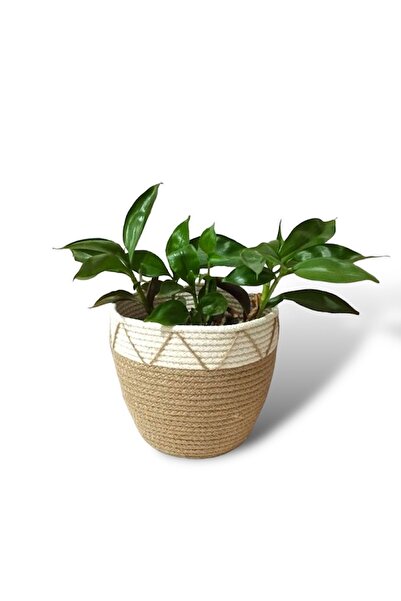 HAKİCİ Jüt Hasır Örgü Saksılık Dekoratif Saksı Sepet 18x16