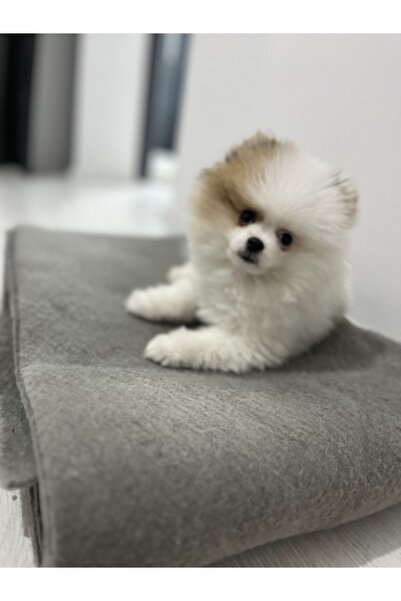 La Brise 4’lü Keçe Nakliye, Kedi Köpek, Piknik, Yalıtım Battaniyesi