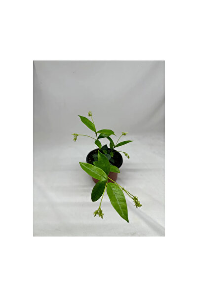 körfezgardens Arap Yasemini Fidanı Saksılı küçük boy, Hızlı büyüme, Kendin yetiştir