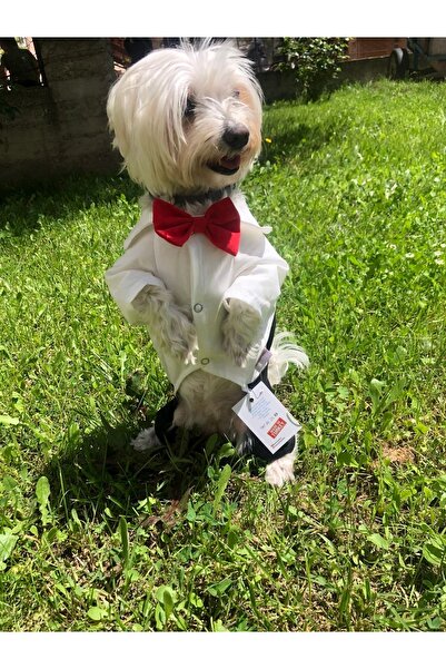 Patiland Smokin Tulum