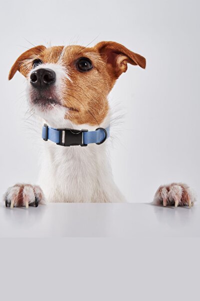 Petella Köpek Tasması Köpek Boyun Tasması Küçük Orta Büyük Irk Köpek Boyun Tasması