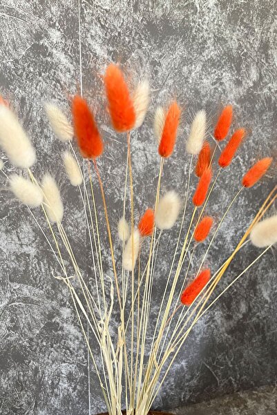 Goya Home Turuncu Naturel Kurutulmuş Pamuk Otu, Tavşan Kuyruğu Gelin Buketi Aranjman Çiçeği Lagurus 30 Dal