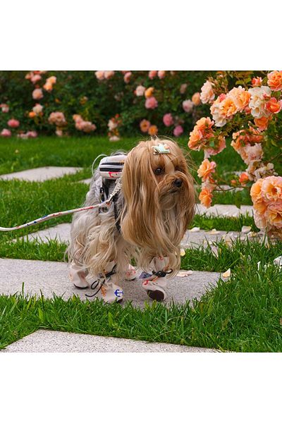 MAXSTYLESPET Cat Dog Shoes - Waterproof