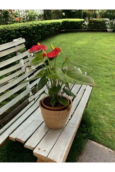 ModaCardin 15x15 Cm Decorative Jute Wicker Flower Pot Towel Holder Organizer