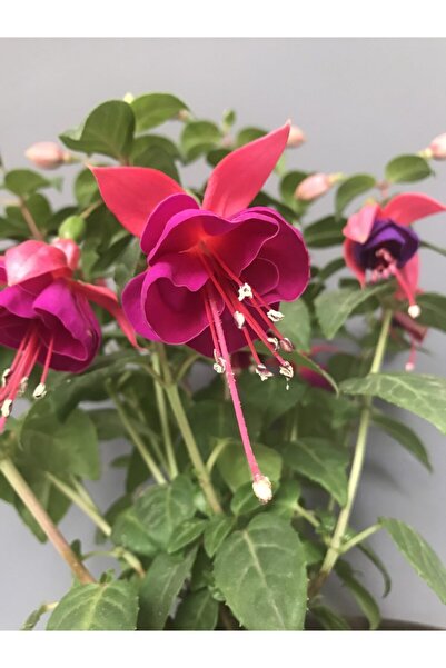 düşbahçem peyzaj Küpeli Çiçeği Pembe Mor 10-20 cm