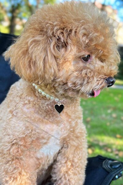 Petella Köpek Kolyesi Köpek Boyun Tasması Köpek Tasması Cam İncili Kalpli Ayarlanabilir