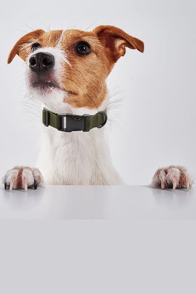 Petella Breed Dog Collar - Small, Medium and Large Design