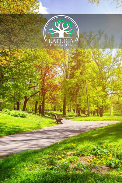 KAPLICA FİDANCILIK Tüplü Koca Çınar Ağacı Fidanı 3 Yaş