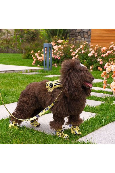 MAXSTYLESPET Cat Dog Shoes - Waterproof
