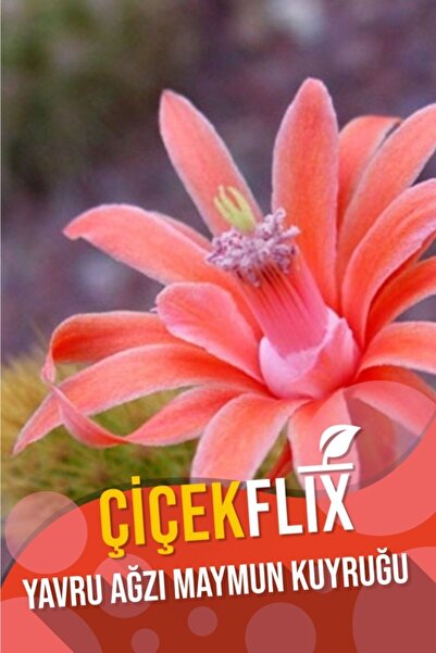 ÇİÇEKFLİX Yavru Ağzı Maymun Kuyruğu Kaktüs 5.5cm