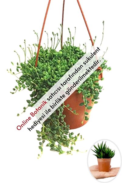 Online Botanik Tesbih Çiçeği | Bezelye Kolyesi | Boncuk Çiçeği (20~40 Cm)