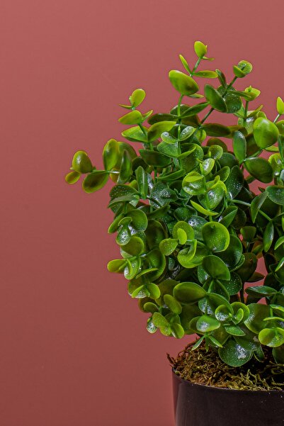 YAPAY ÇİÇEKÇİNİZ Τεχνητό Baby Eucalyptus σε μαύρη γλάστρα