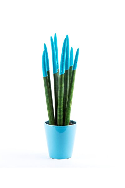 Genel Markalar Sansevieria Renkli Paşa Kılıcı Çiçeği 30-35 cm Turkuaz Canlı Ç...