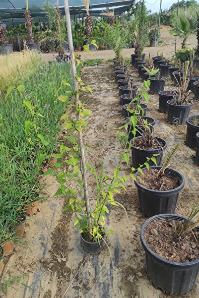 bozdagfidan Kanarya Gülü Çiçeği Fidanı Saksılı (kerria Japonica)