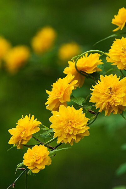 bozdagfidan Kanarya Gülü Çiçeği Fidanı Saksılı (kerria Japonica)