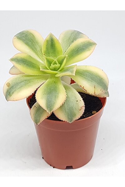 DOĞA BAHÇESİ Aeonium Starbrust Nadir Tür Sukulent 5,5cm Saksılı