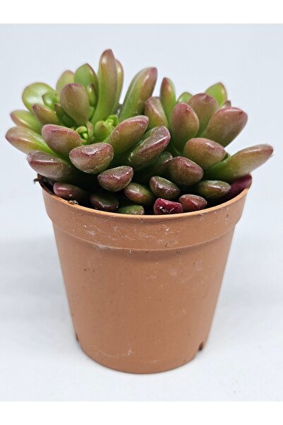 DOĞA BAHÇESİ Sedum Joyce Tulloch (Çoklu Dikim) Sukulent 5,5cm Saksılı