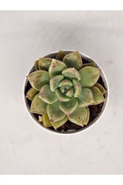 DOĞA BAHÇESİ Echeveria Arze Ithal (KOREAN) Koleksiyonluk Tür Sukulent 5,5cm S...