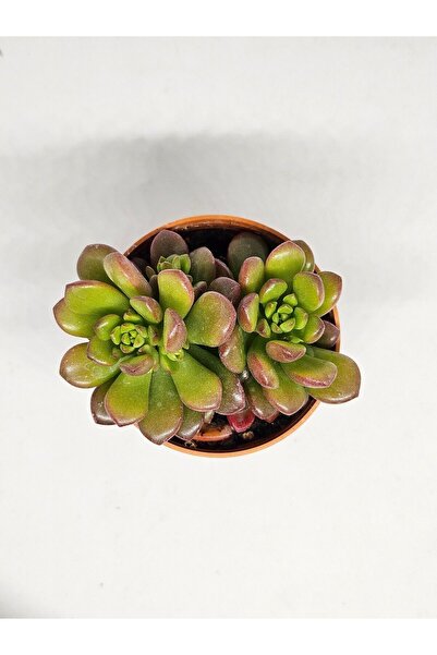 DOĞA BAHÇESİ Sedum Joyce Tulloch (Çoklu Dikim) Sukulent 5,5cm Saksılı