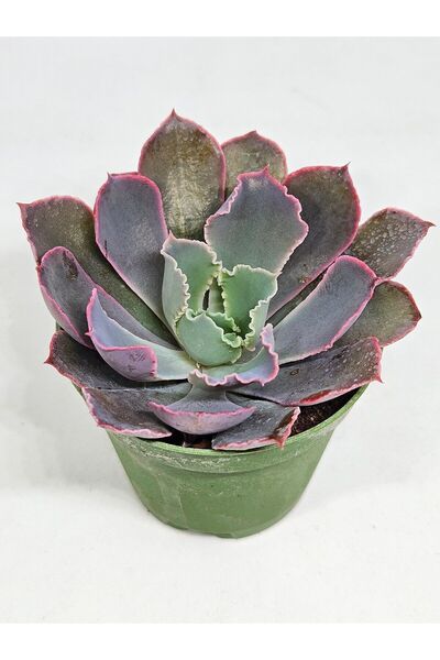DOĞA BAHÇESİ Echeveria Neonbreakers İthal Koleksiyonluk Tür Sukulent 5,5cm Sa...