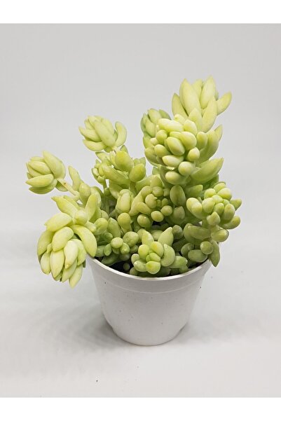 DOĞA BAHÇESİ Sedum Morganium Çok Dallı Sarkarak Büyüyen Sukulent 5,5cm Saksılı