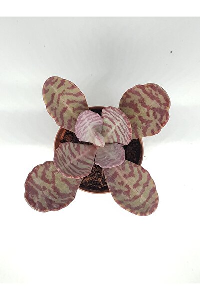 DOĞA BAHÇESİ Kalanchoe Humilis Doğal Desenli Yapraklı Sukulent 5.5cm Saksılı