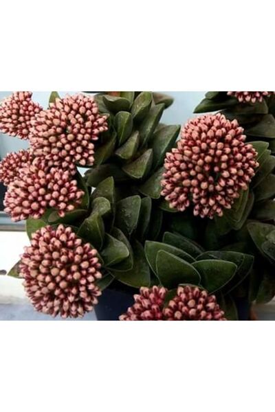 DOĞA BAHÇESİ Crassula Springtime Sukulent 5.5cm Saksılı