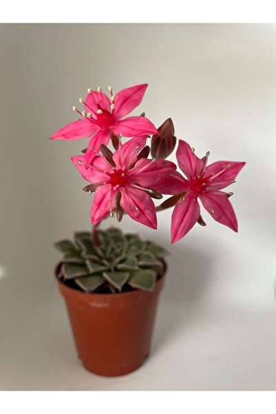 DOĞA BAHÇESİ Graptopetalum Tacitus Belluum Nadir Tür Sukulent 5,5cm