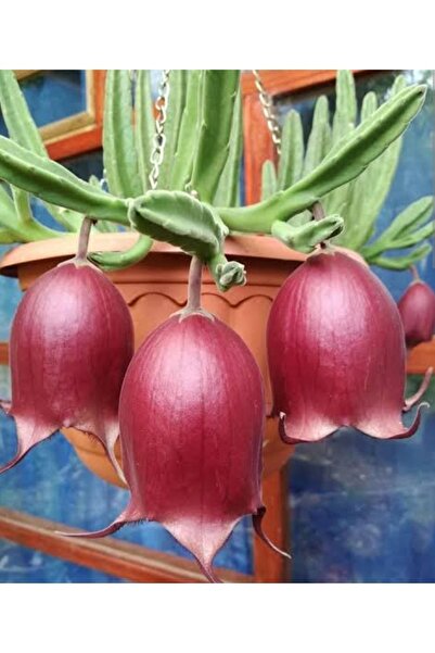 Stapelia Leendertziae Çok Nadir Ve Koleksiyonluk Tür Leş Kaktüsü 5.5cm Saksılı