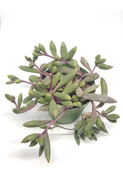 DOĞA BAHÇESİ Othonna Capensis Sukulent Bitki Yakut Kolyesi 5.5cm Saksılı