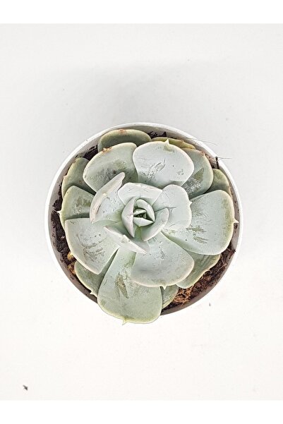 DOĞA BAHÇESİ Echeveria Runyonii Rose Sukulent 5,5cm Saksılı