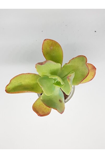 DOĞA BAHÇESİ Echeveria Pallida Nadir Ve Koleksiyonluk Tür Sukulent 5,5cm