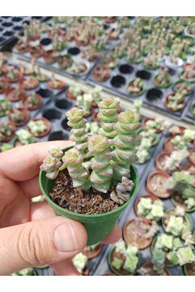 DOĞA BAHÇESİ Crassula Marnieriana Sukulent 5,5cm