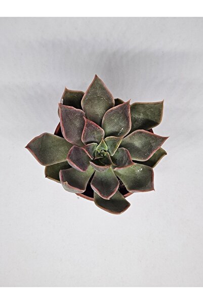 DOĞA BAHÇESİ Echeveria Mensa Sukulent.5cm Saksılı